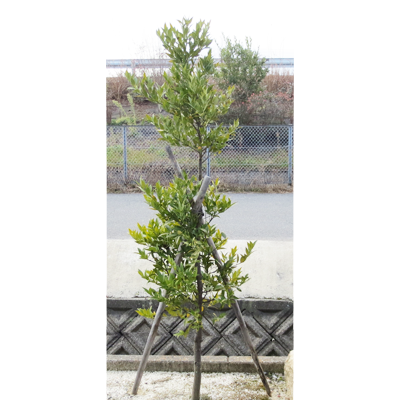 ライムクリーニング本社・工場